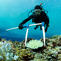 Magíster en Ciencia y Tecnología Marina